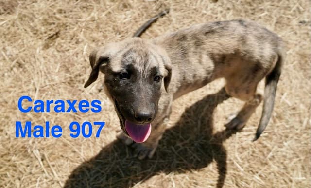 Anatolian Shepherd Dog Puppies media 6