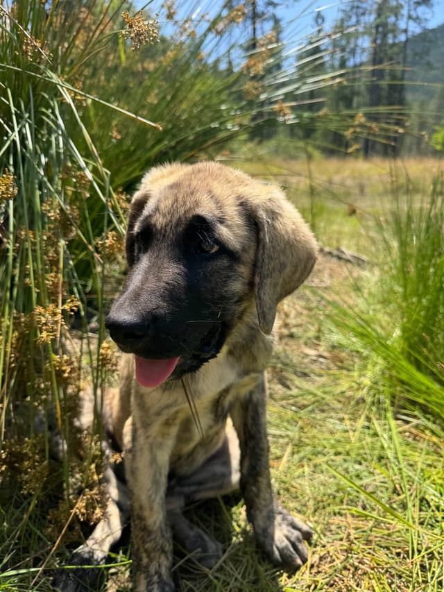 Anatolian Shepherd Dog Puppies media 7