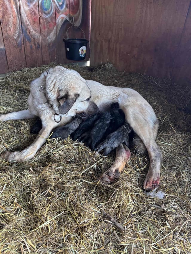 Anatolian Shepherd Dog Puppies media 11