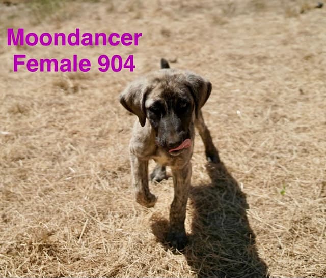Working Anatolian Shepherd Puppies ready to go media 2