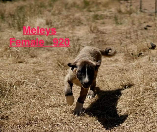 Working Anatolian Shepherd Puppies ready to go media 3