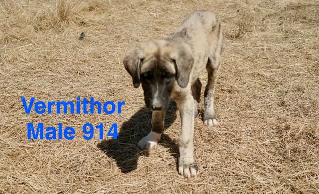 Working Anatolian Shepherd Puppies ready to go media 4
