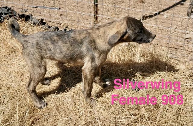 Working Anatolian Shepherd Puppies ready to go media 5