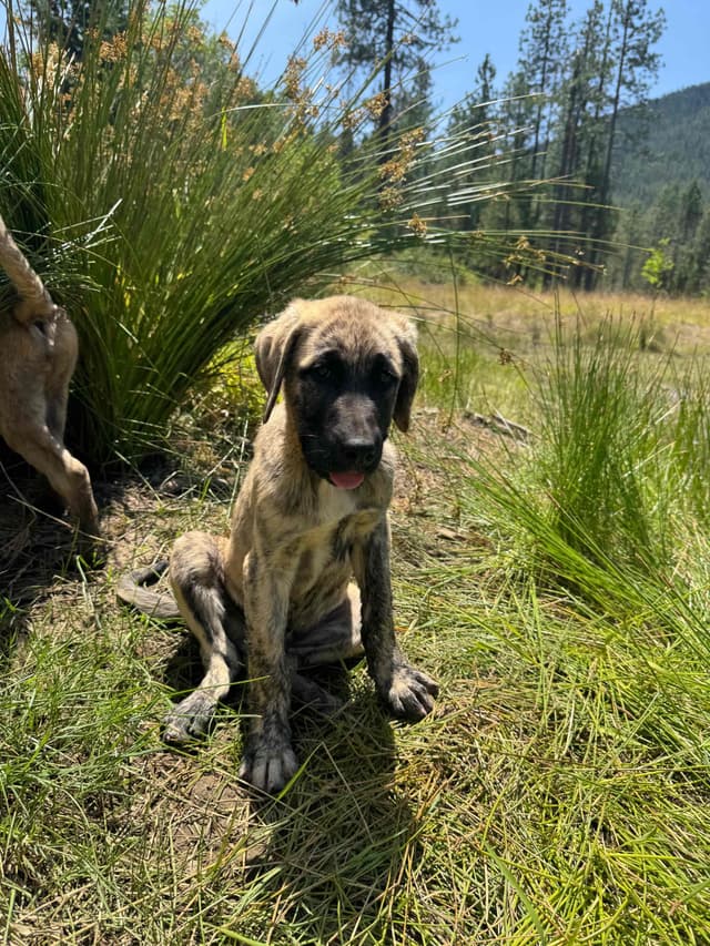 Working Anatolian Shepherd Puppies ready to go media 9