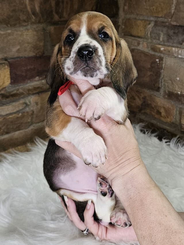Basset Hound Puppies media 2