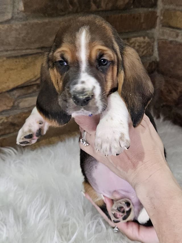 Basset Hound Puppies media 3