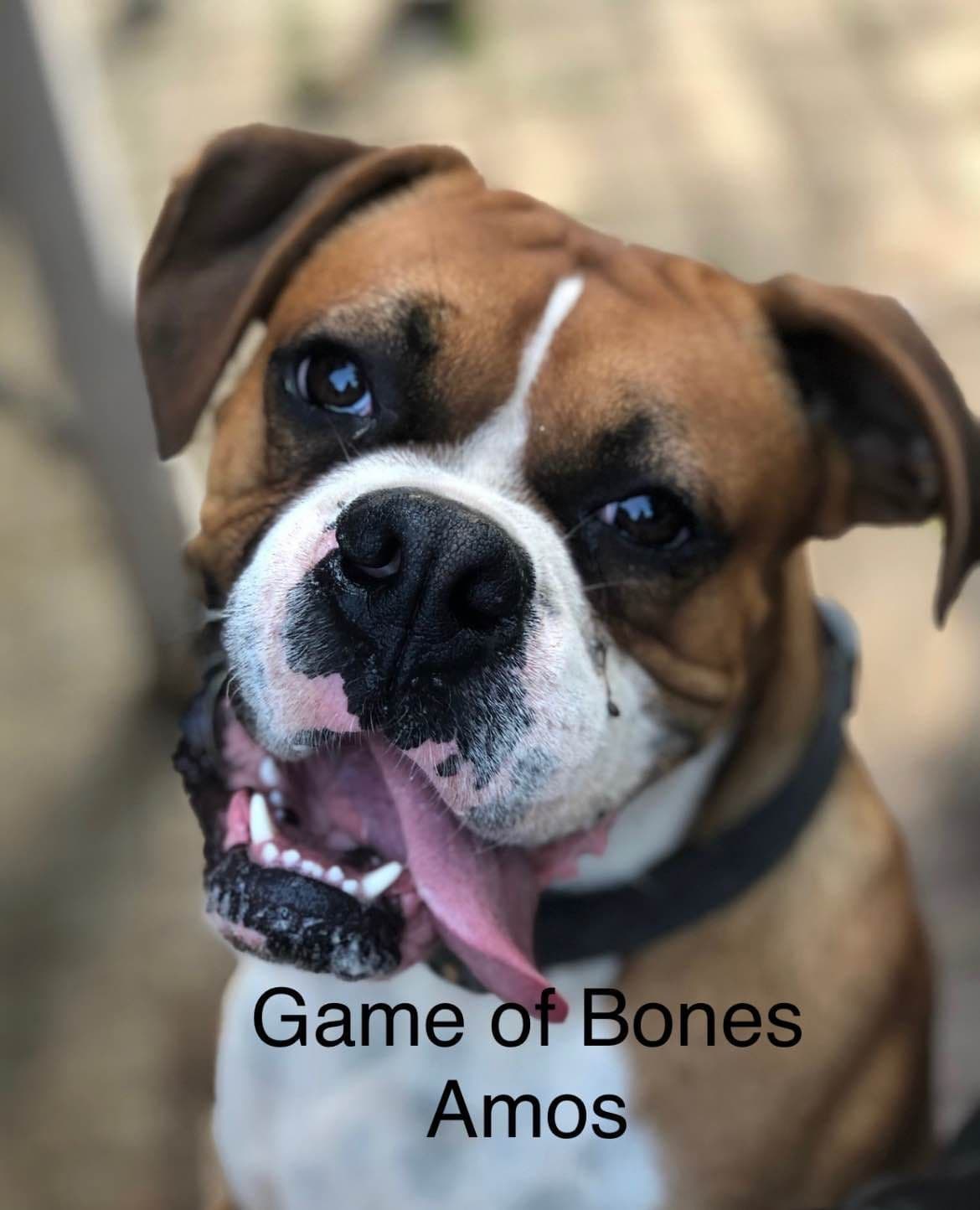 Boxer Puppies breeder image 1
