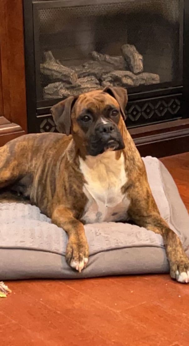 Boxer Puppies breeder image 3