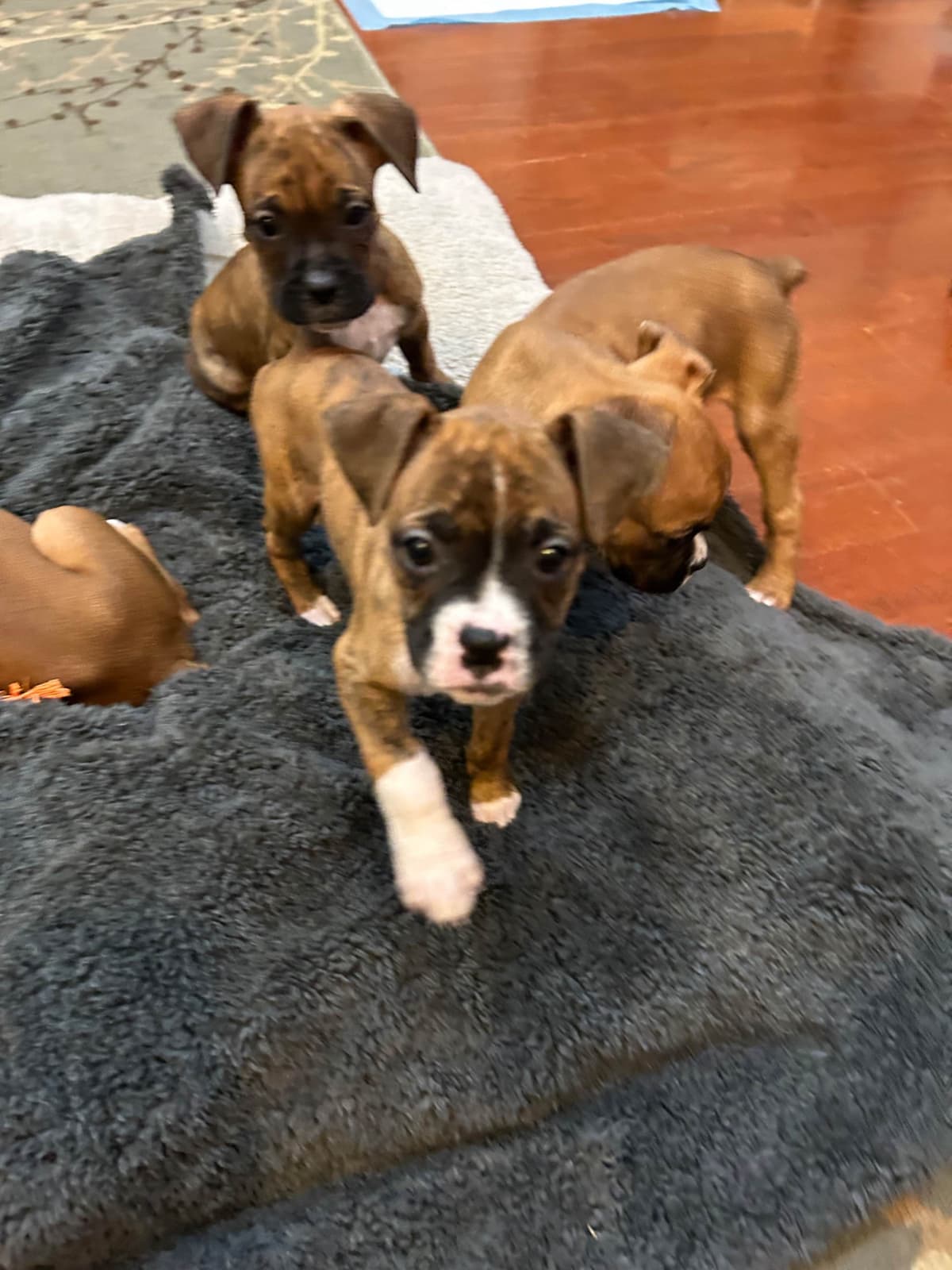 Boxer Puppies breeder image 5