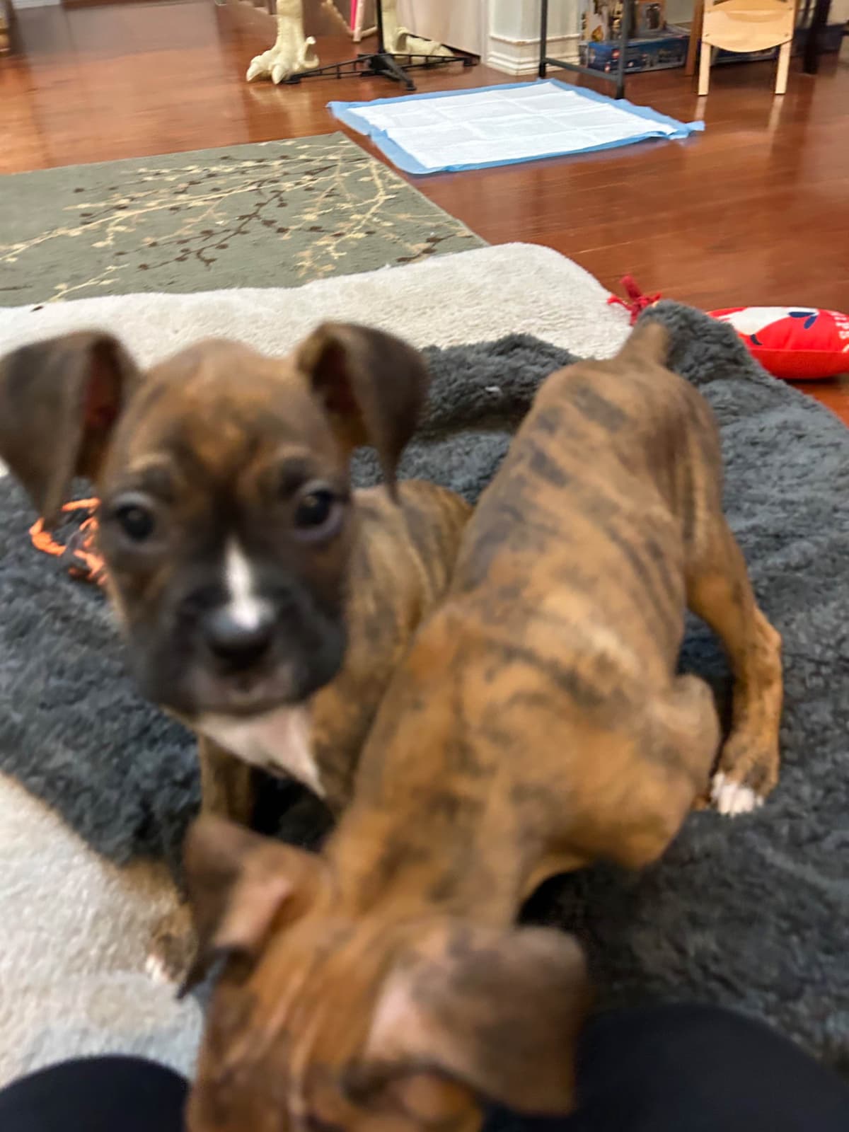 Boxer Puppies breeder image 6