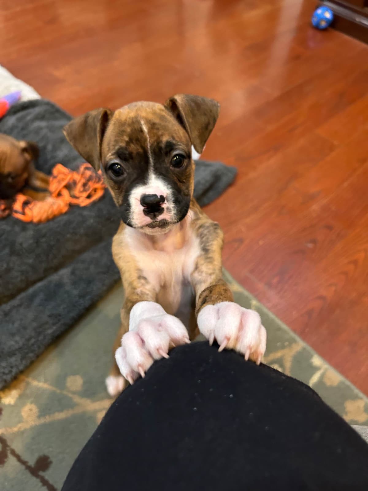 Boxer Puppies breeder image 8