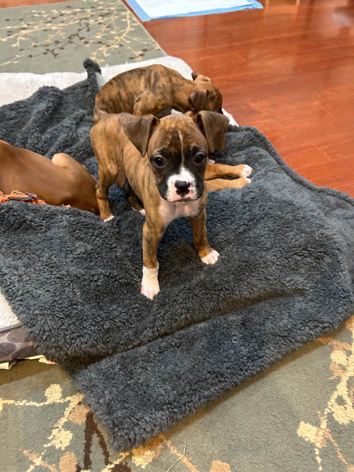 Boxer Puppies breeder image 9