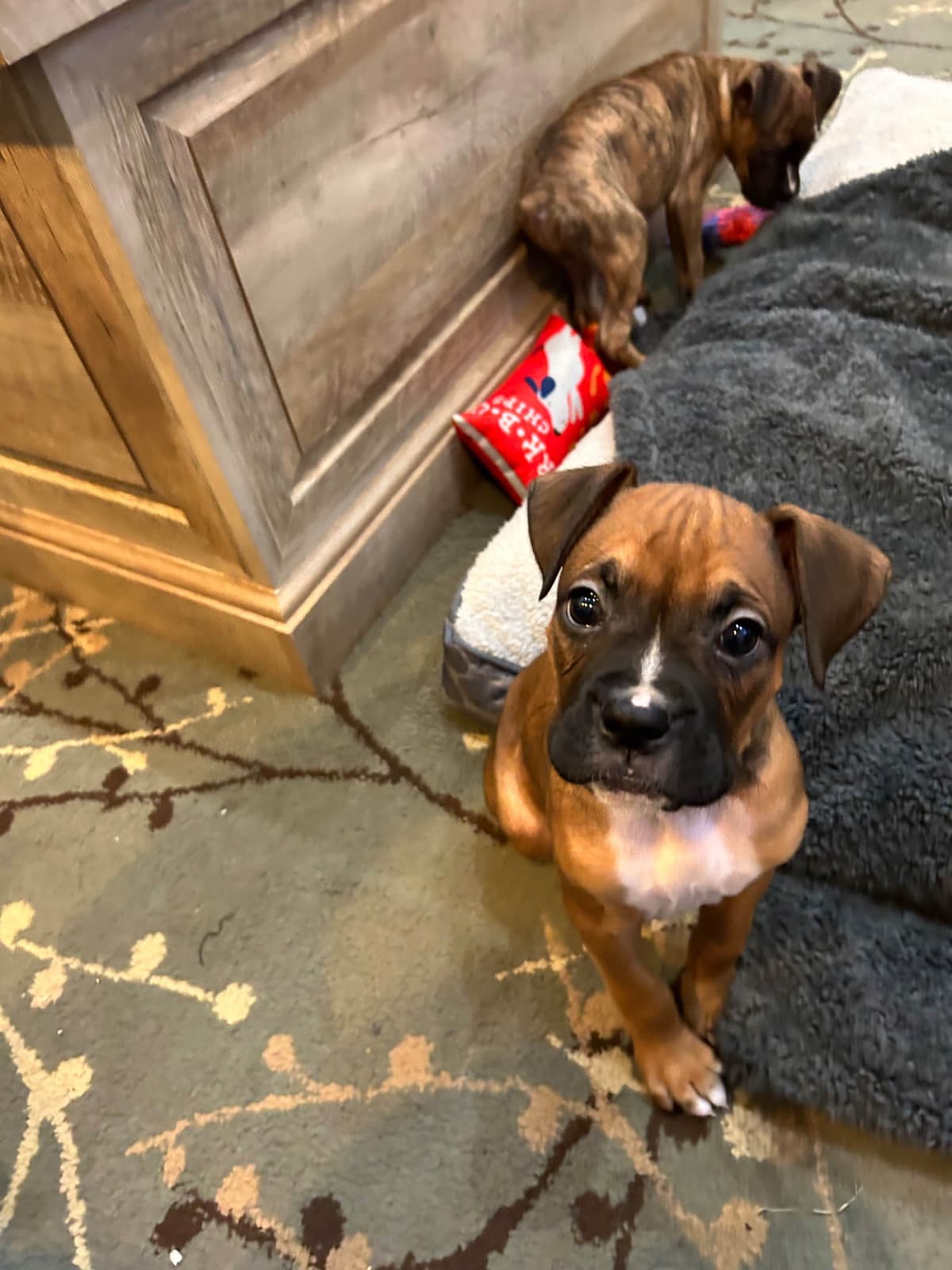 Boxer Puppies breeder image 10