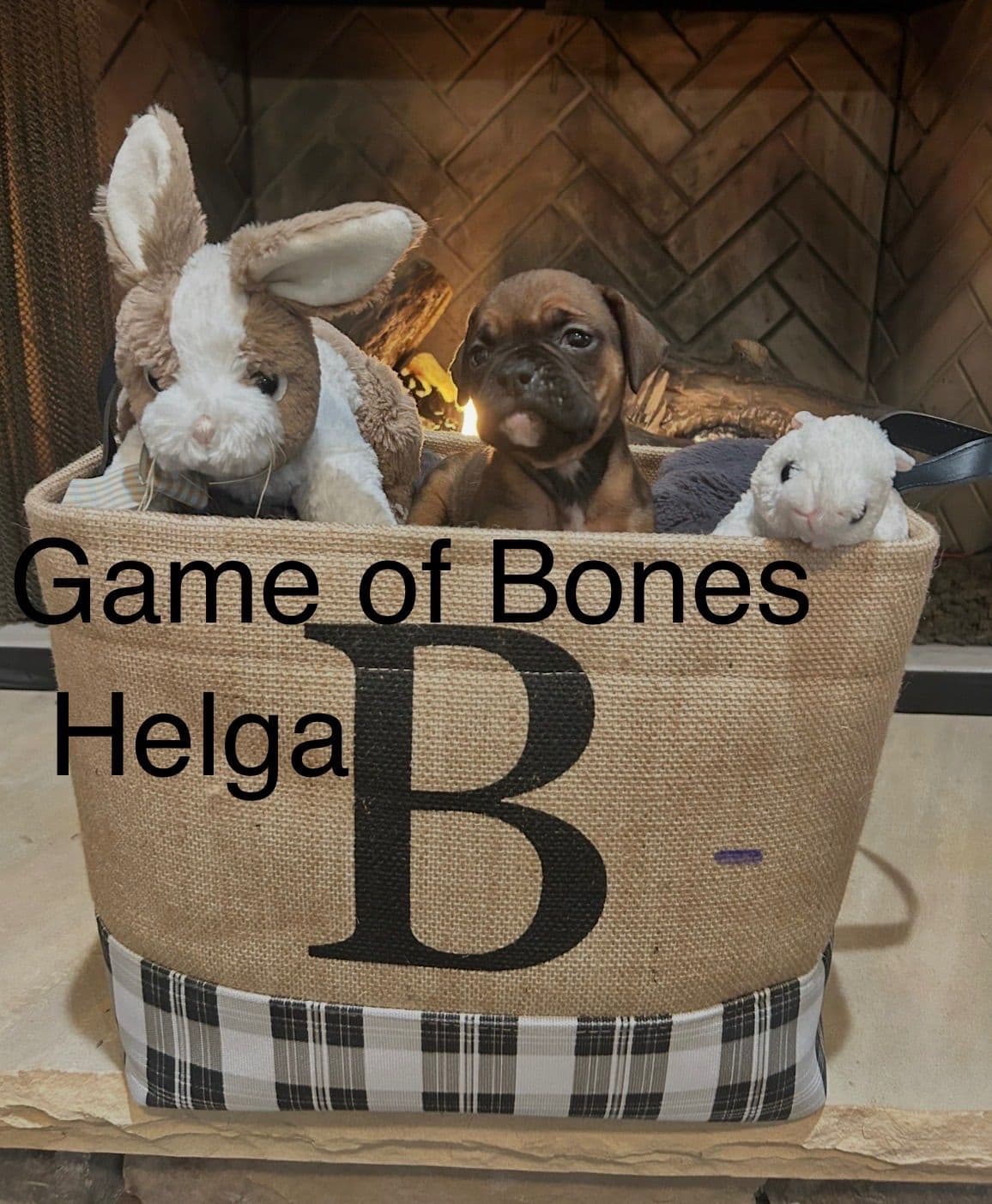 Boxer Puppies breeder image 11