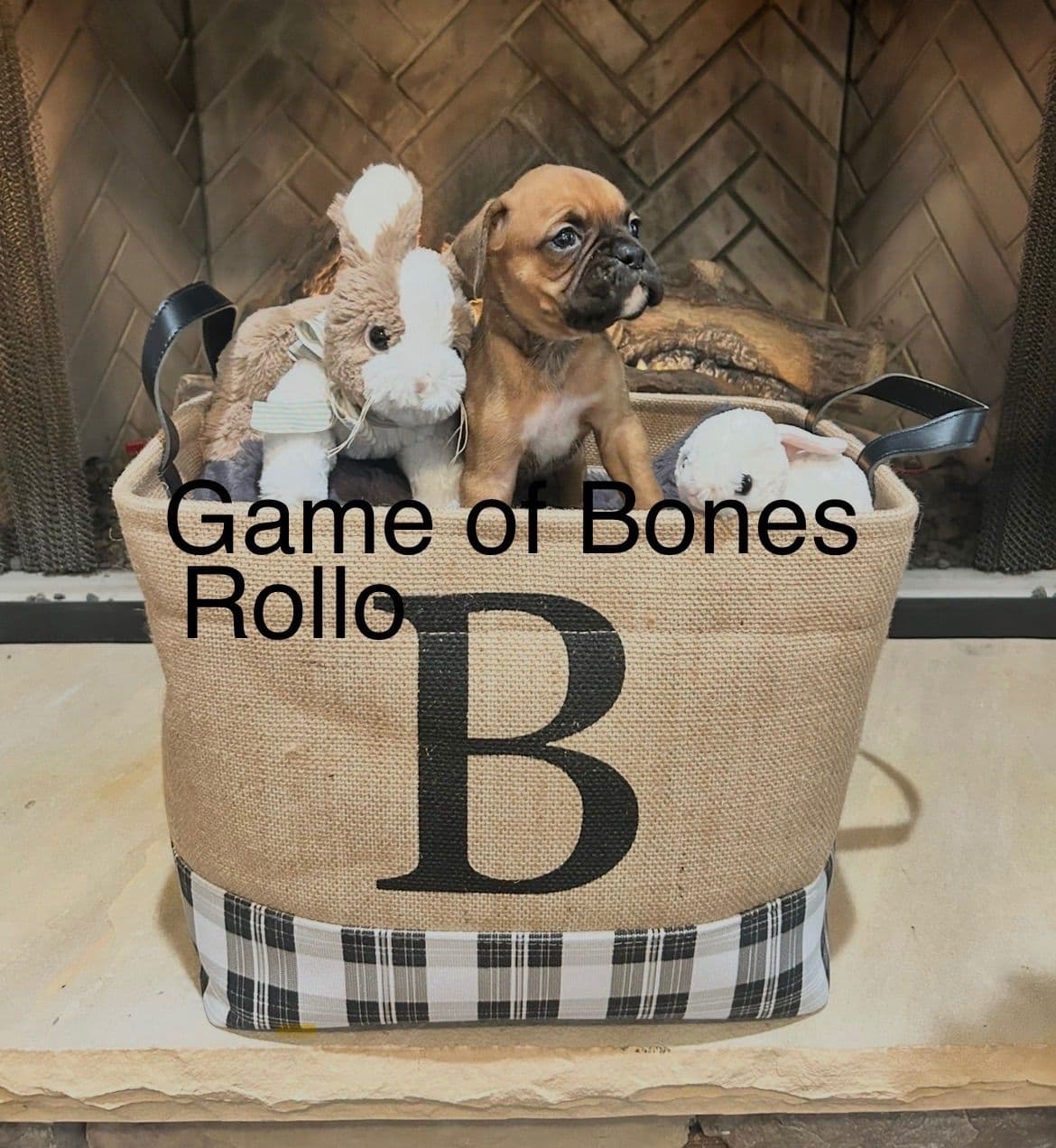 Boxer Puppies breeder image 12