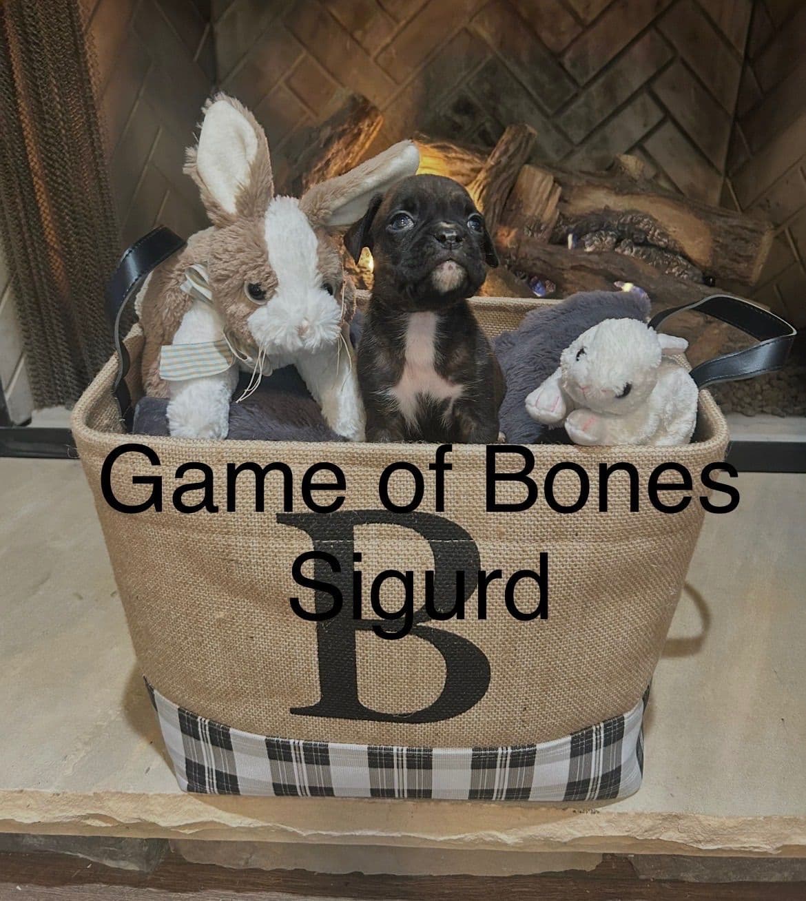 Boxer Puppies breeder image 13