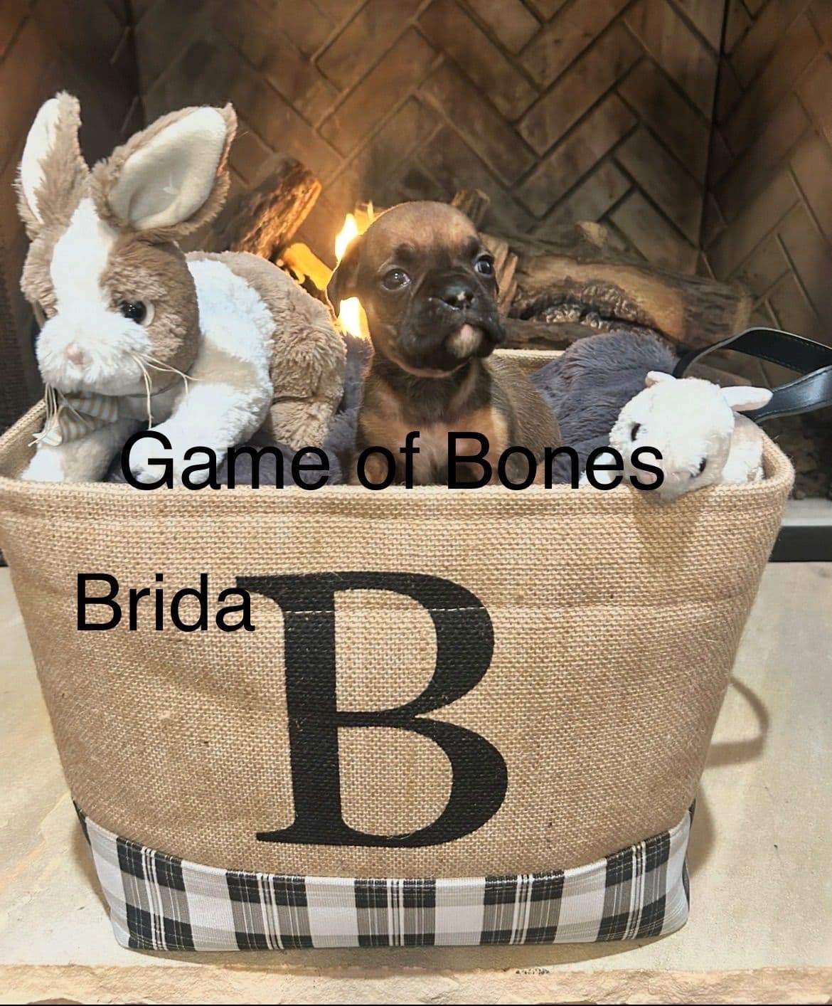 Boxer Puppies breeder image 16
