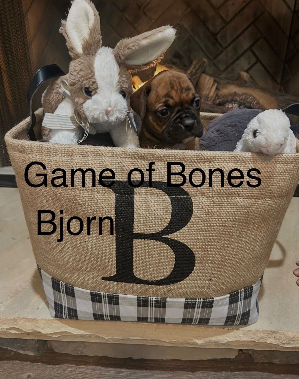 Boxer Puppies breeder image 15
