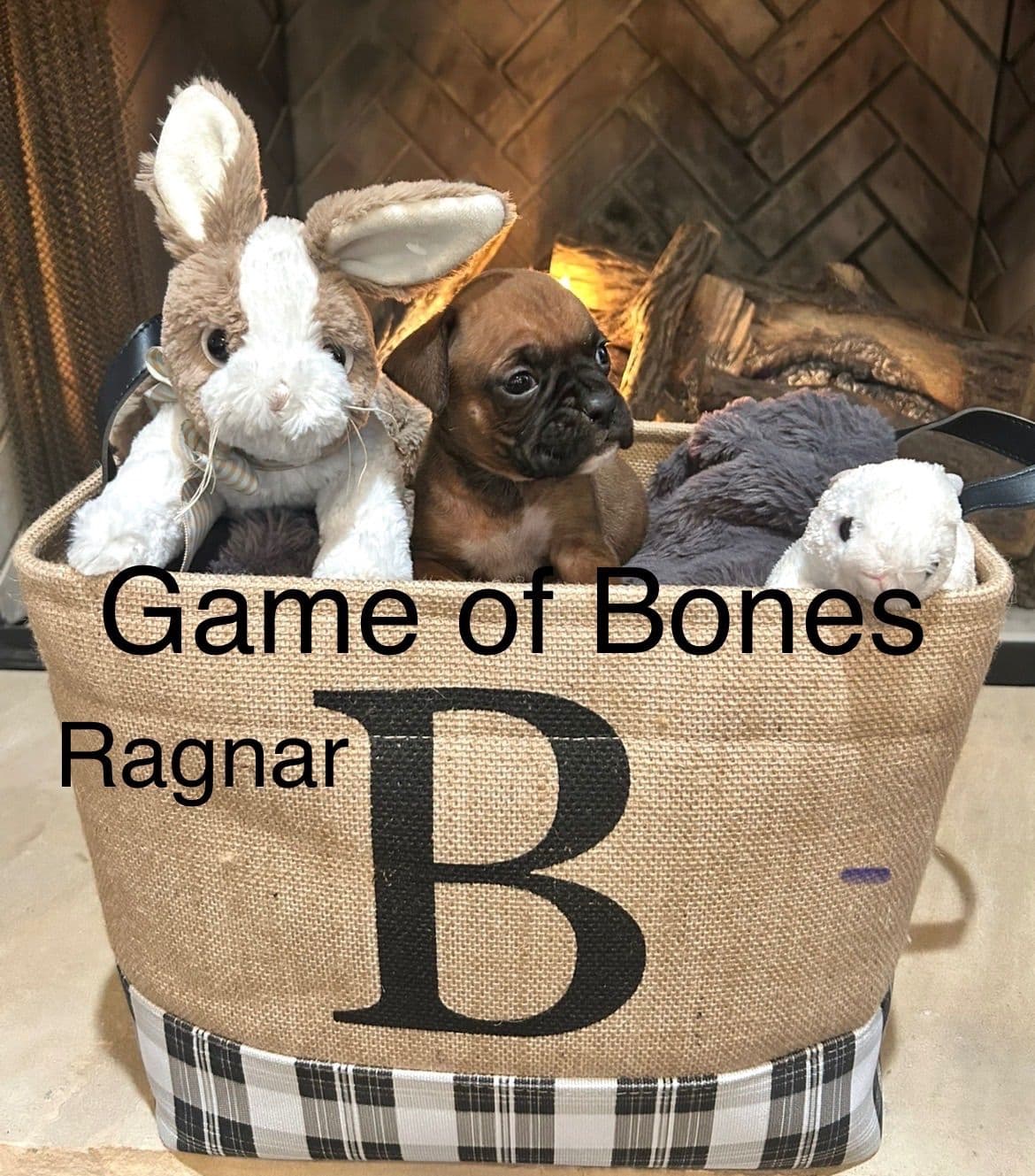 Boxer Puppies breeder image 19