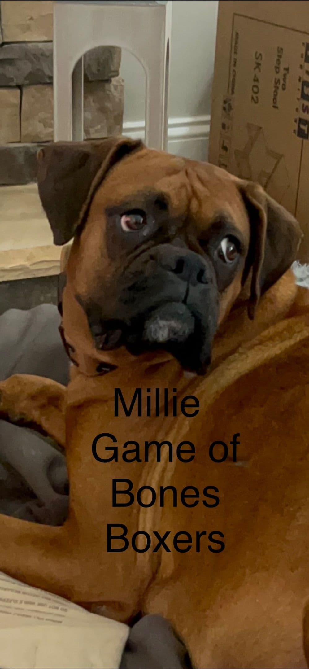 Boxer Puppies breeder image 20