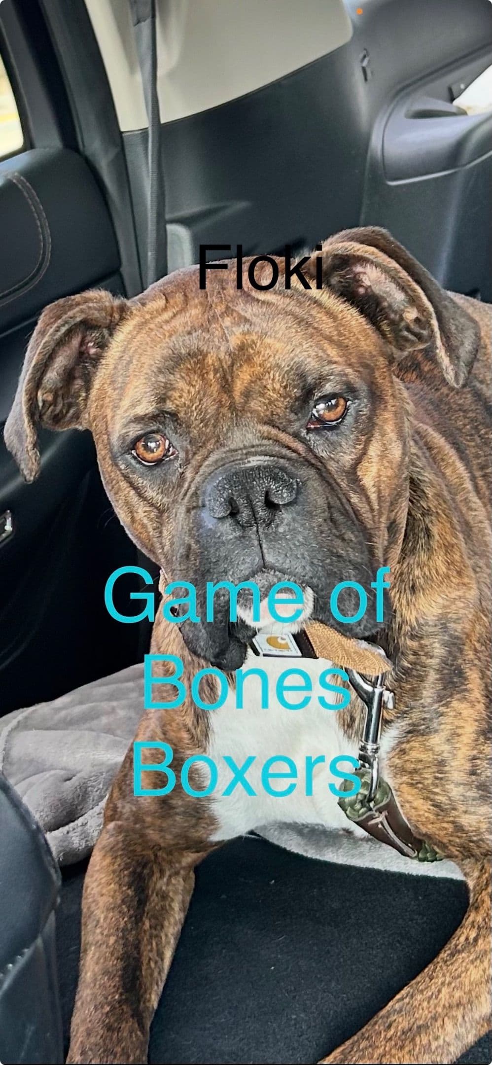 Boxer Puppies breeder image 21