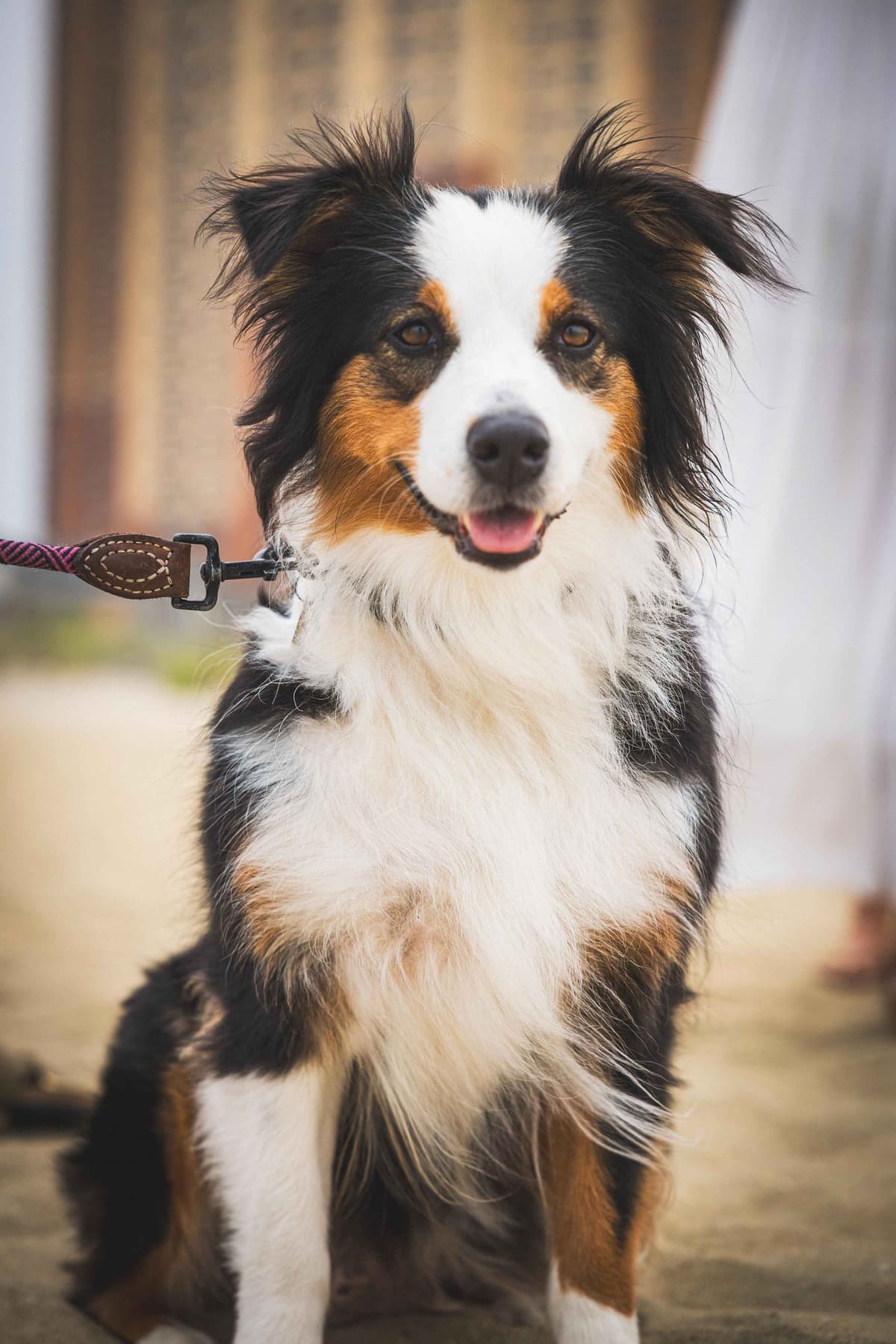 Australian Shepherd Puppies breeder image 1