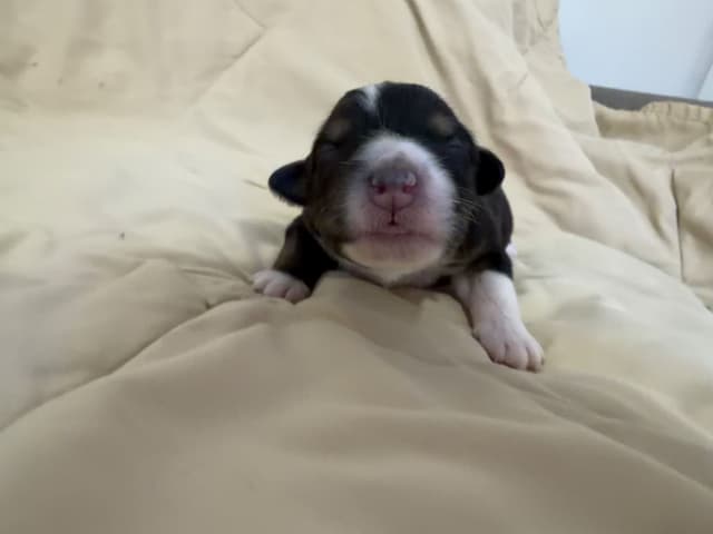 Australian Shepherd Puppies media 11