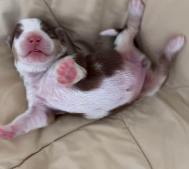 Australian Shepherd Puppies media 10