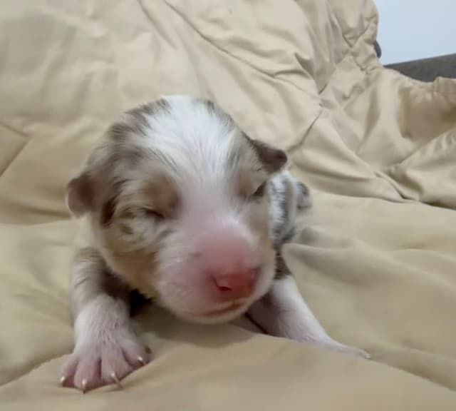 Australian Shepherd Puppies media 9