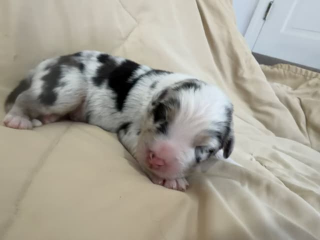 Australian Shepherd Puppies media 6