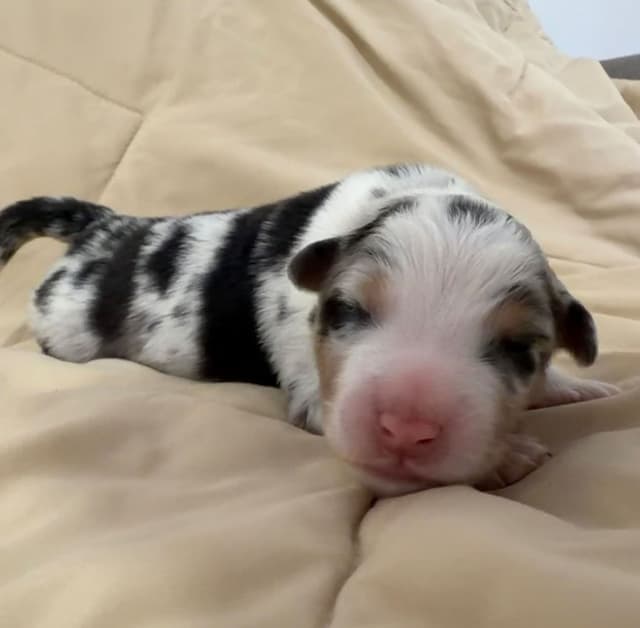 Australian Shepherd Puppies media 7