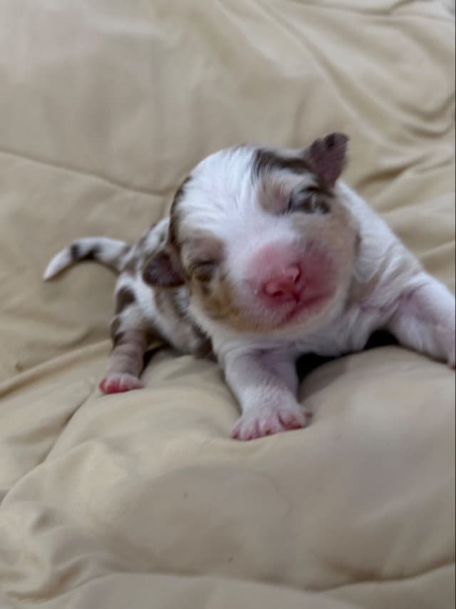 Australian Shepherd Puppies media 12