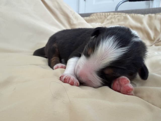 Australian Shepherd Puppies media 8