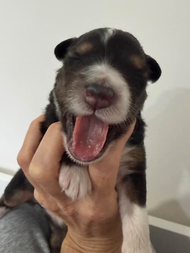 Australian Shepherd Puppies media 13