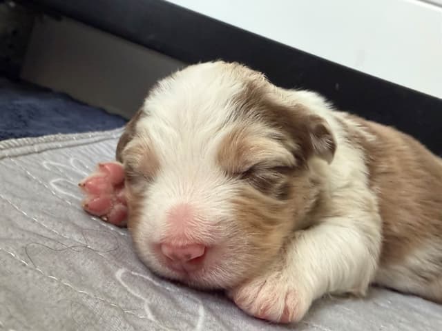 Australian Shepherd Puppies media 14