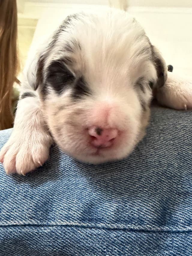 Australian Shepherd Puppies media 15