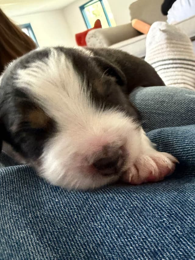 Australian Shepherd Puppies media 16