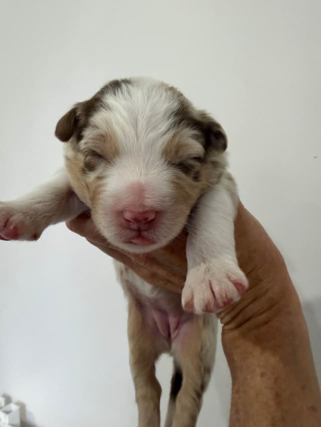Australian Shepherd Puppies media 17