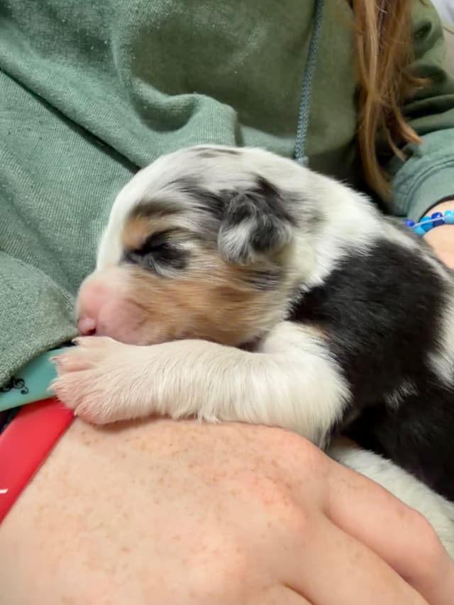 Australian Shepherd Puppies media 18