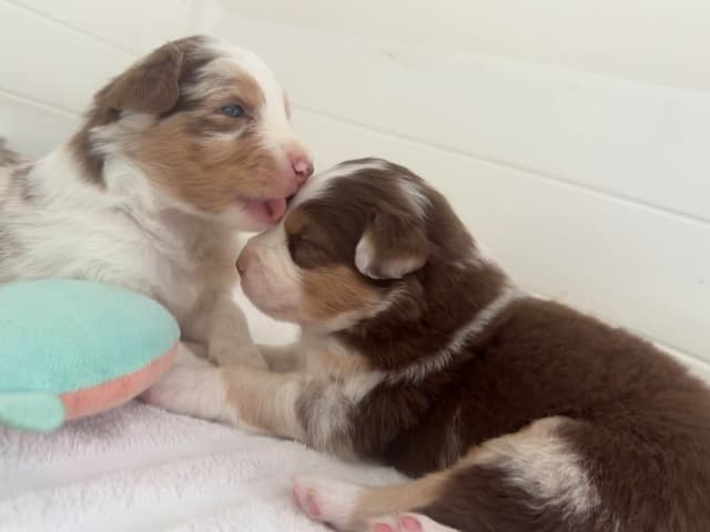 Australian Shepherd Puppies media 2