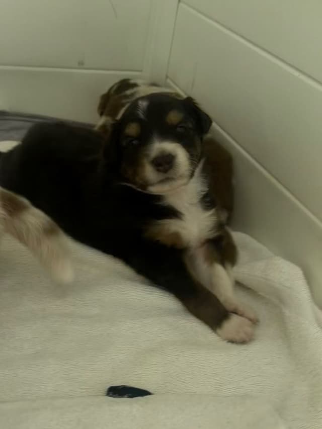 Australian Shepherd Puppies media 4