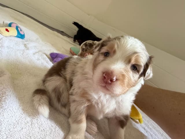Australian Shepherd Puppies media 5
