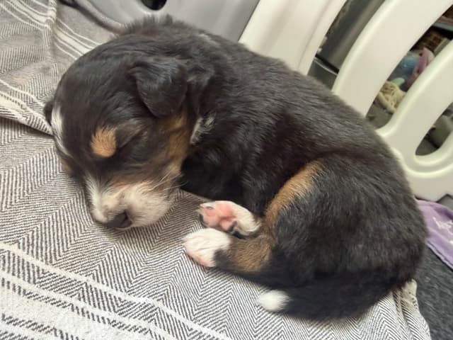 Australian Shepherd Puppies media 3