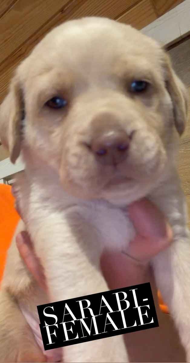 Labrador Retriever Puppies media 2