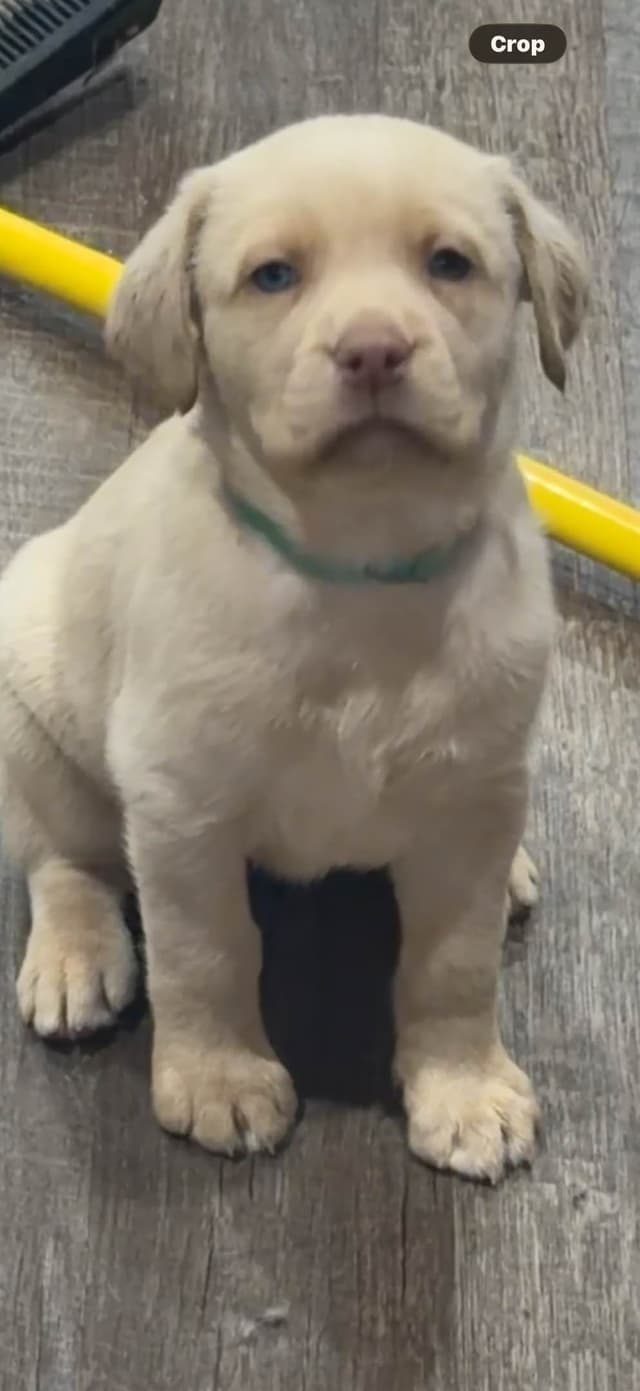 Labrador Retriever Puppies media 3