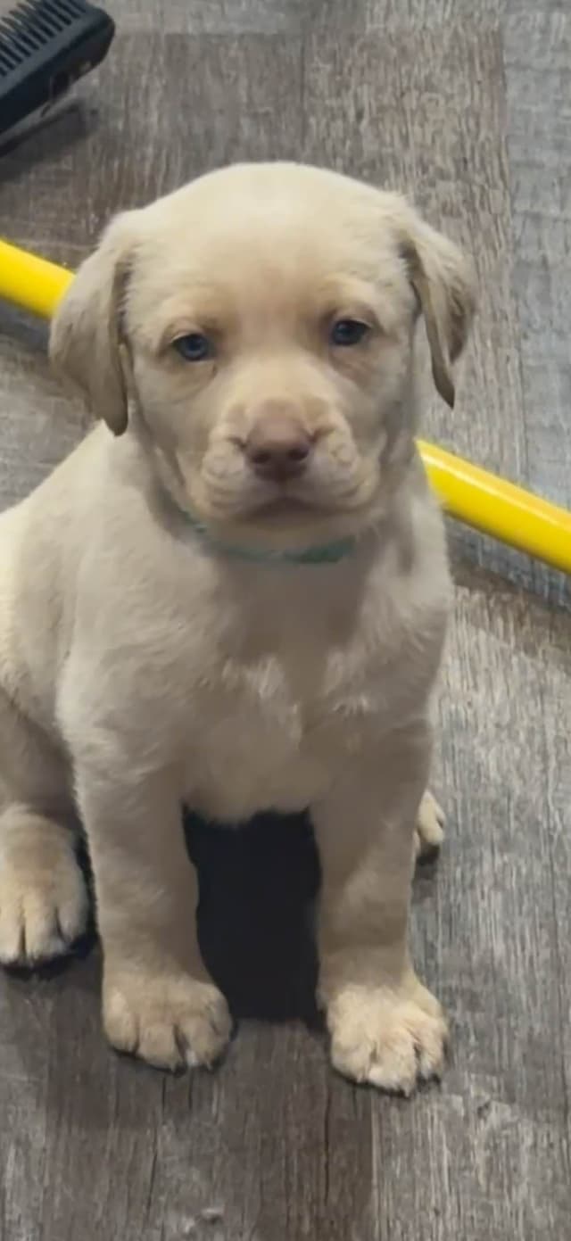 Labrador Retriever Puppies media 4