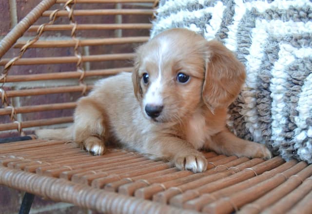 Dachshund Puppies media 2