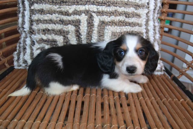 Dachshund Puppies media 3