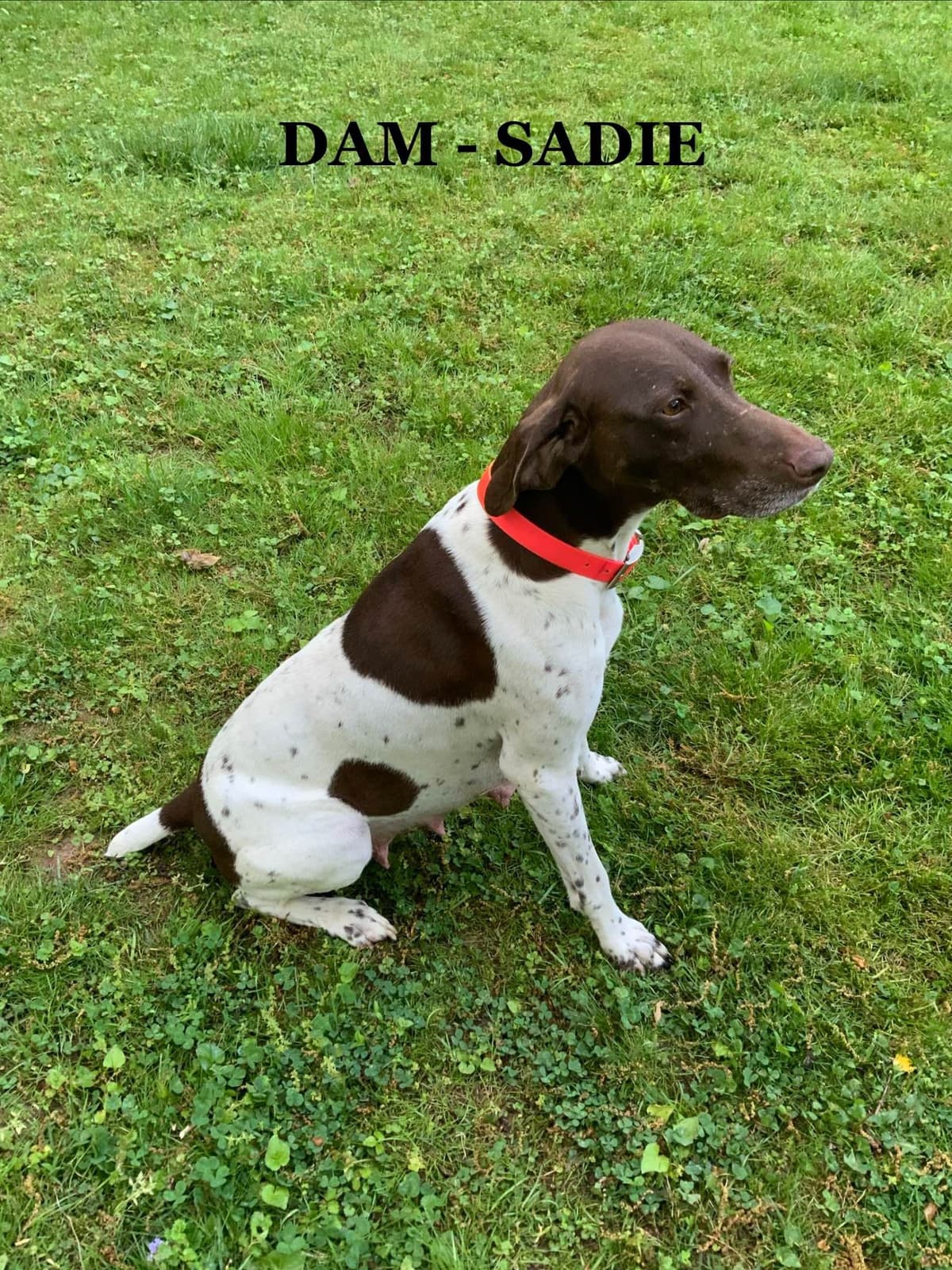 German Shorthaired Pointer Puppies breeder image 2