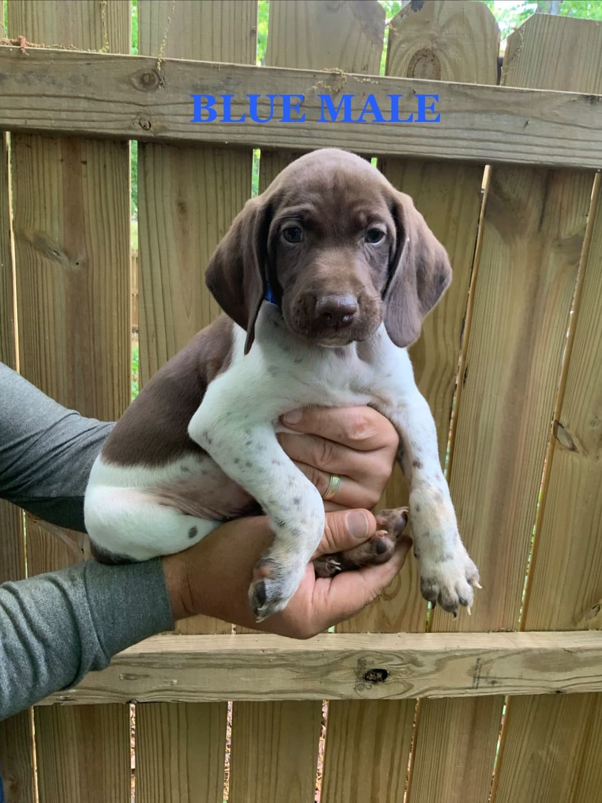 German Shorthaired Pointer Puppies breeder image 4